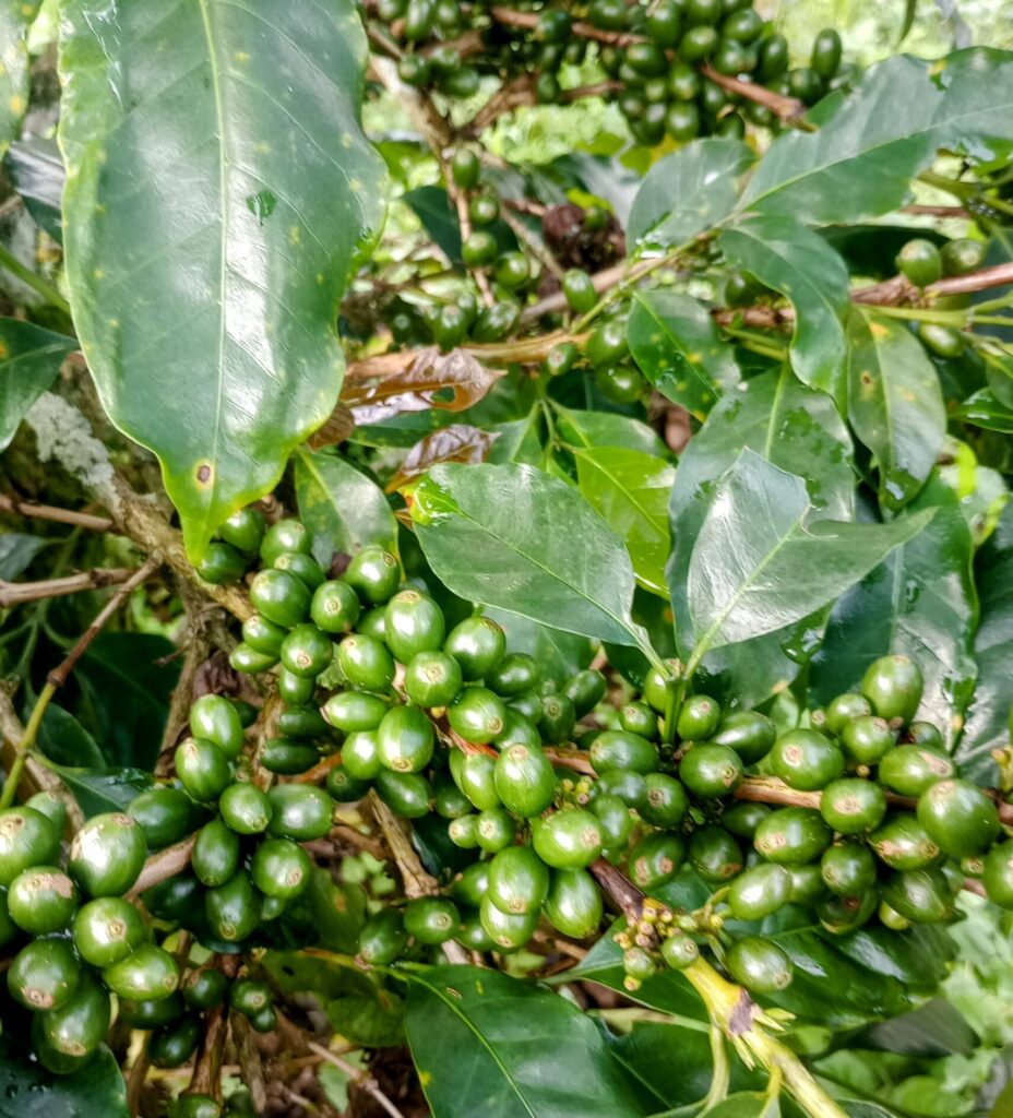 Café Domingo nace como un sentido homenaje a nuestro abuelo, Domingo Soriano Martinez Sánchez, un hombre de Puente Nacional, Santander, cuya vida siempre estuvo ligada al café.